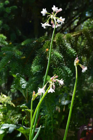 Tulbaghia violacea 'The Pearl'