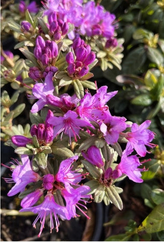 Rhododendron yungningense (aka R. glomerulatum)