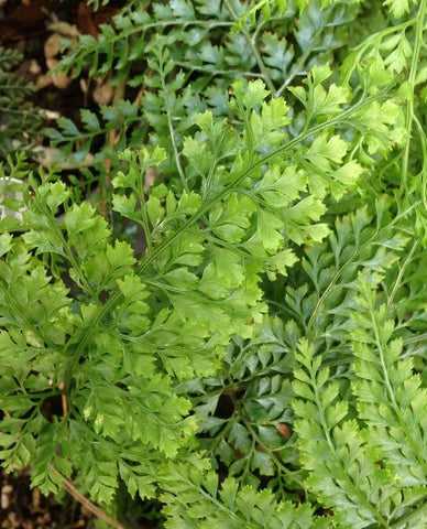 Arachniodes standishii ( aka Upside-down Fern)