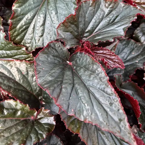 Begonia 'Black Magic'