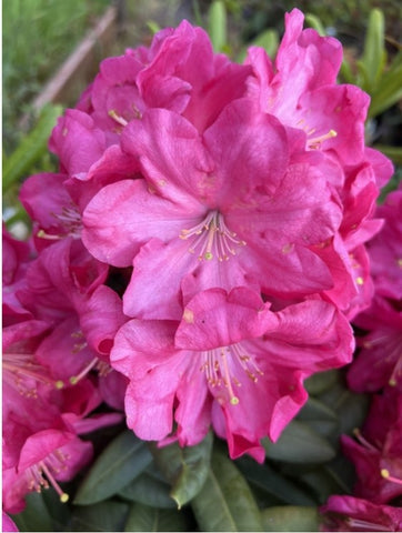 Rhododendron 'Summer Glow'