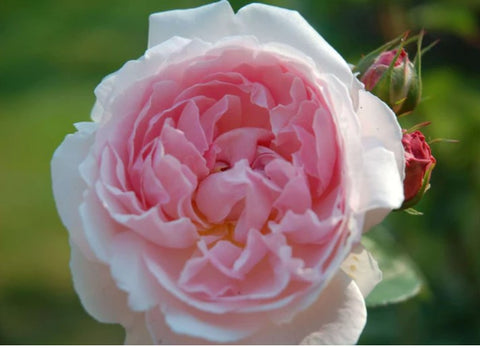 Rosa 'Redoute'