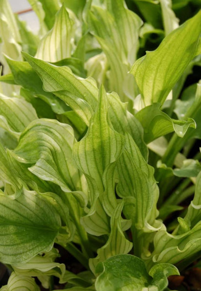 Hosta 'Outhouse Delight'