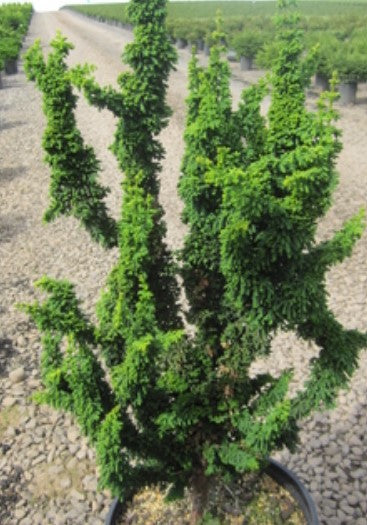 Chamaecyparis obtusa 'Chirimen' (aka Hinoki Cypress)