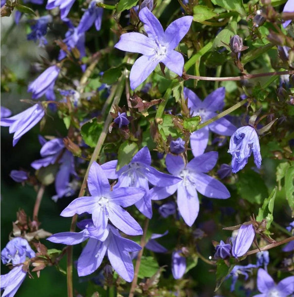 Campanula poscharskyana 'Blue Gown'