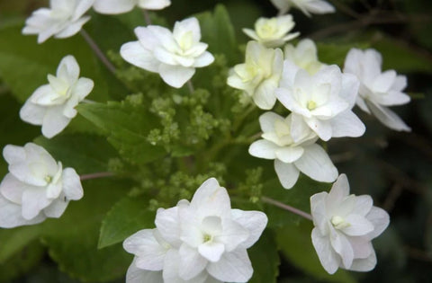 Hydrangea macrophylla 'Sumida No Hanabi' (aka Fuji Waterfall)