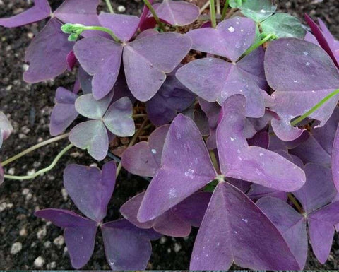 Oxalis regnellii 'Francis,' aka Oxalis triangularis 'Francis'