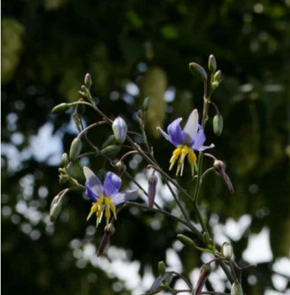 Dianella revoluta 'Baby Blue'