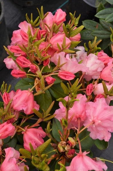 Rhododendron 'Brickdust'