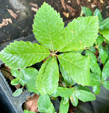 Quercus sadleriana 20.0075 [Kalmiopsis] (aka Live Oak)