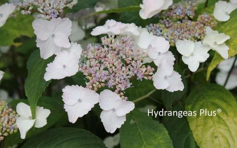 Hydrangea serrata 'Golden Sunlight'