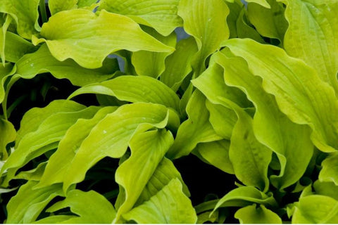 Hosta 'Piedmont Gold'