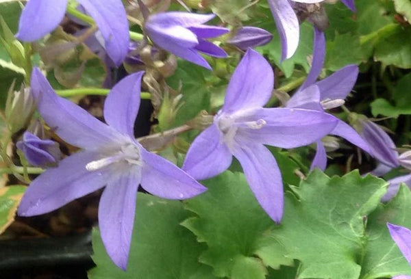 Campanula poscharskyana 'Camgood' (aka Blue Waterfall)