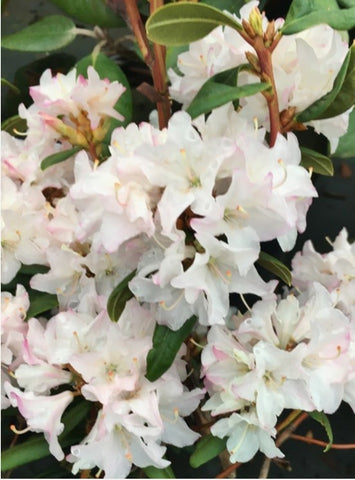 Rhododendron 'Sugar Puff'