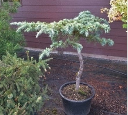 Cedrus libani 'Hedgehog'