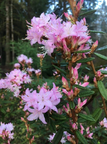 Rhododendron racemosum [Tall Form]