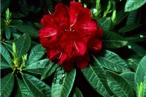 Rhododendron 'Bibiani'