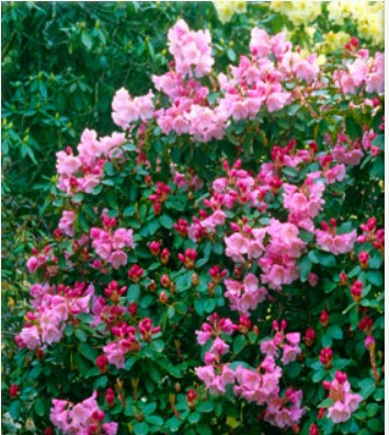 Rhododendron 'Bow Bells'