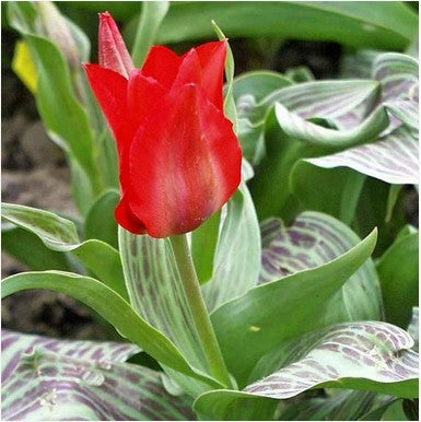 Tulipa greigii 'Oratorio'