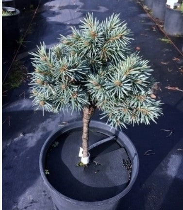 Picea pungens 'Blue Ball'