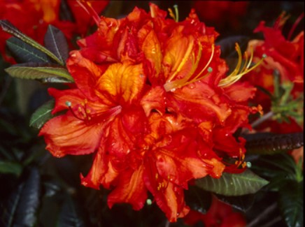 Azalea 'Mary Poppins'