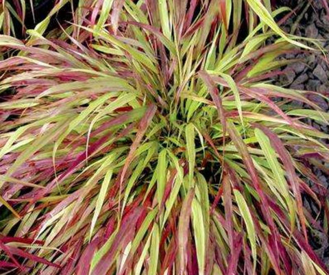 Hakonechloa macra 'Beni Kaze'