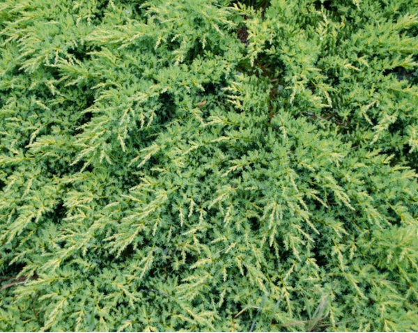 Juniperus chinensis 'Daub's Frosted'