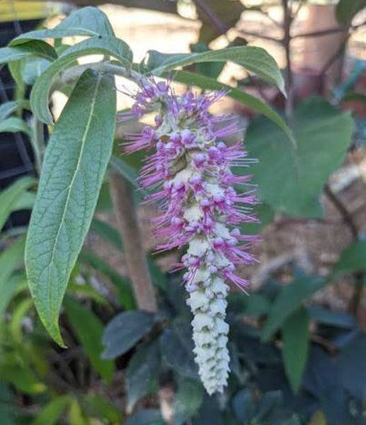 Rostrinucula dependens