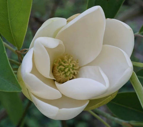 Magnolia virginiana (Sweetbay Magnolia)