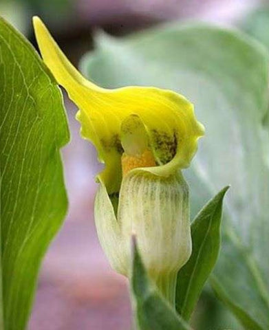 Arisaema flavum (aka Jack in the Pulpit, Cobra Lily)