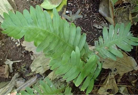 Polypodium guttatum