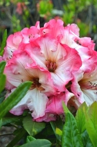 Rhododendron 'Bodacious'