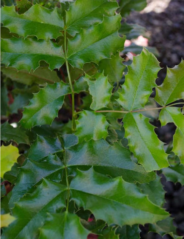 Mahonia 	aquifolium