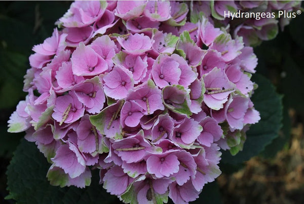 Hydrangea macrophylla 'Elizabeth Ashley'