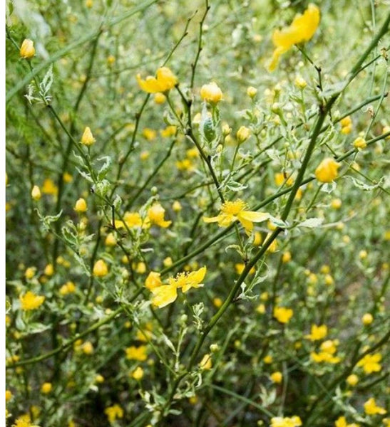 Kerria japonica 'Shandale' (aka Cat's Eye™)