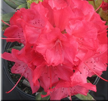 Rhododendron 'Strawberry Chiffon'