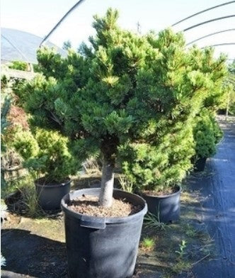 Pinus parviflora 'Hagoromo' (Hagoromo Japanese White Pine)