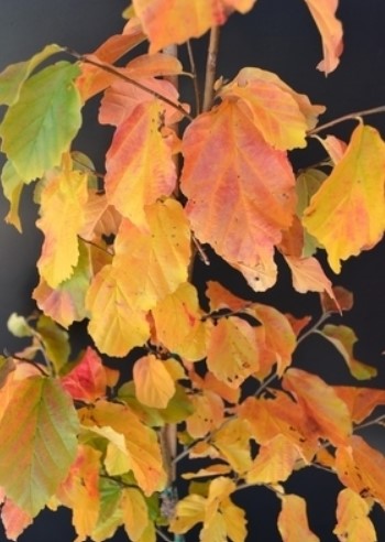 Parrotia persica 'Golden Belltower'