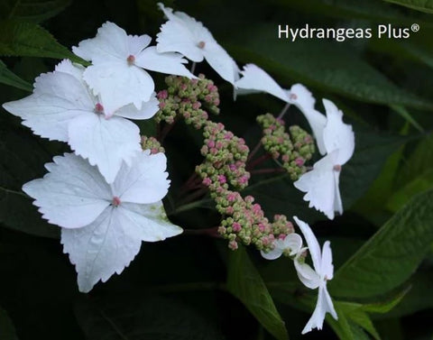 Hydrangea serrata 'Grayswood'