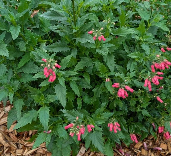 Scrophularia macrantha (Red Birds in a Tree)