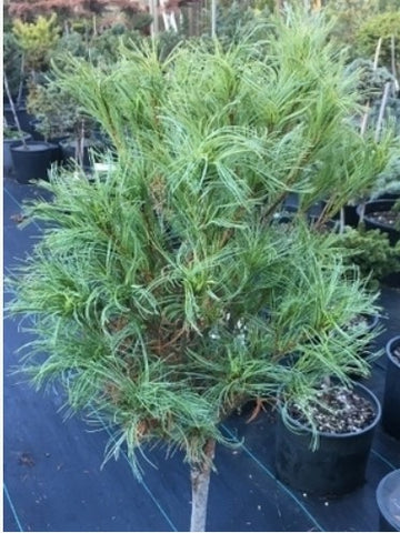 Pinus strobus 'Vercurve'