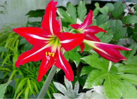 Hippeastrum 'Voodoo'