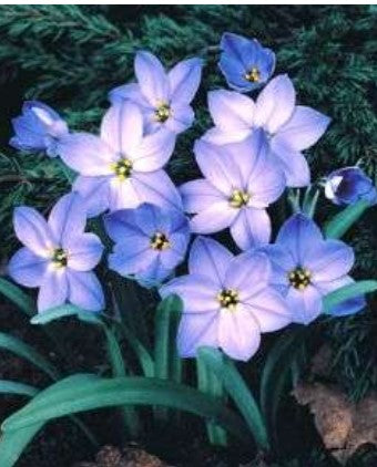 Ipheion uniflorum 'Ralph Fiedler' ('Rolf Fiedler')