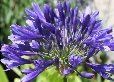 Agapanthus 'Timaru'(aka Lily of the Nile)