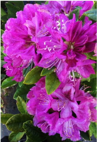 Rhododendron 'Whitney's Purple'