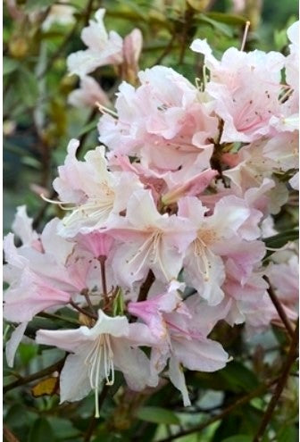 Rhododendron 'Brittany'