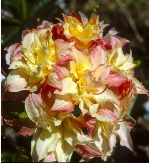 Azalea 'Cannon's Double'