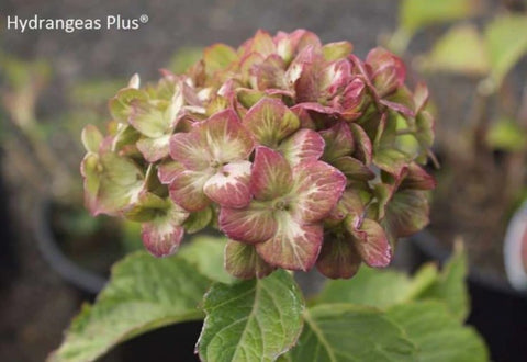 Hydrangea 'Pistachio'