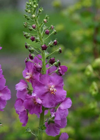 Verbascum phoeniceum 'Violetta'