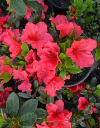 Azalea 'Vuyk's Scarlet'